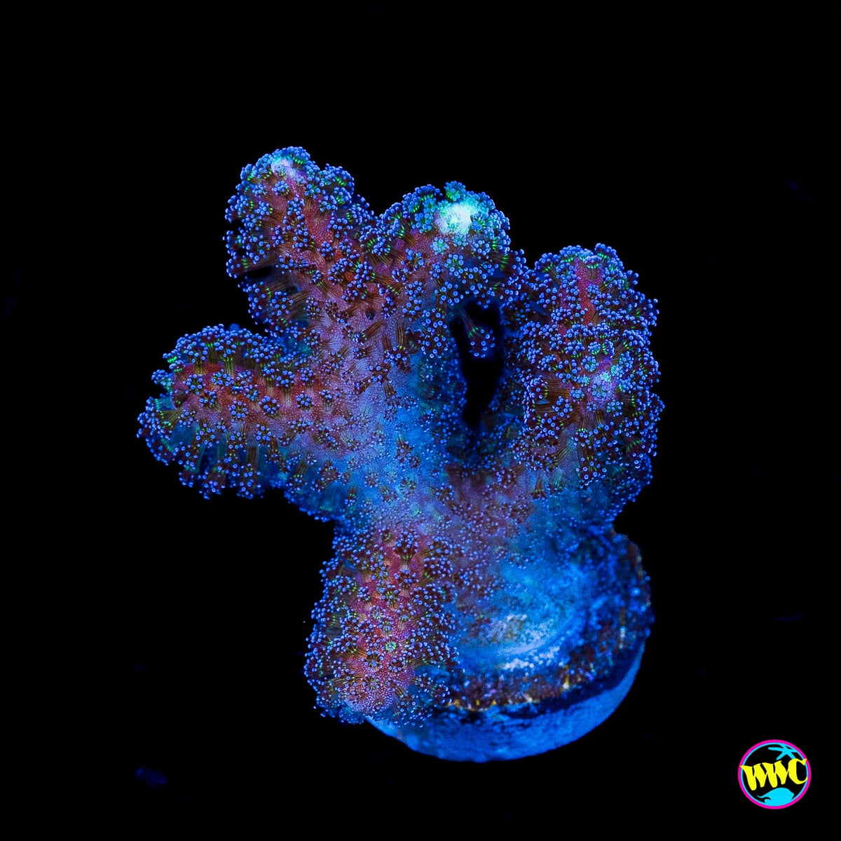 WWC Blue Stylophora