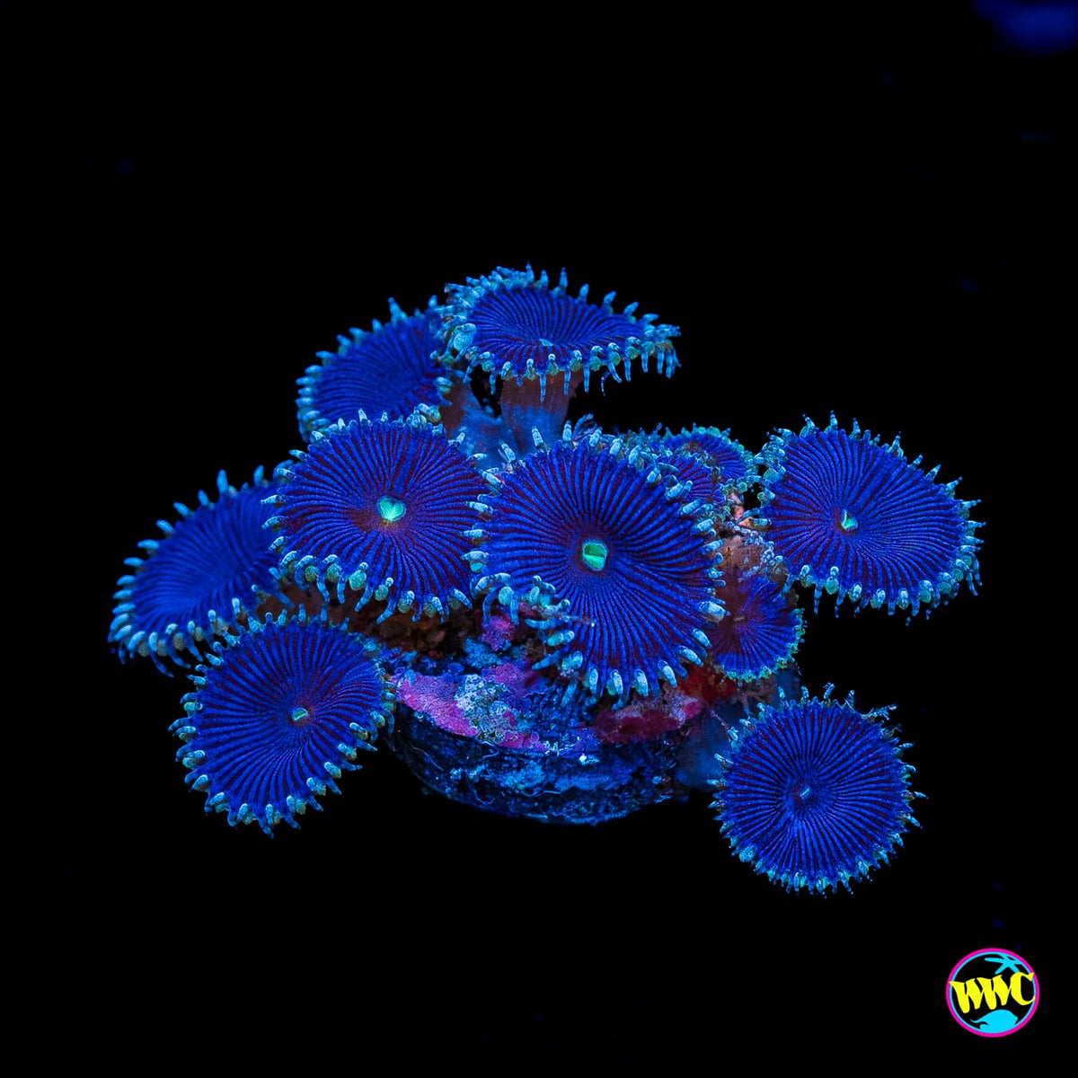 WWC Blue Death Palythoas