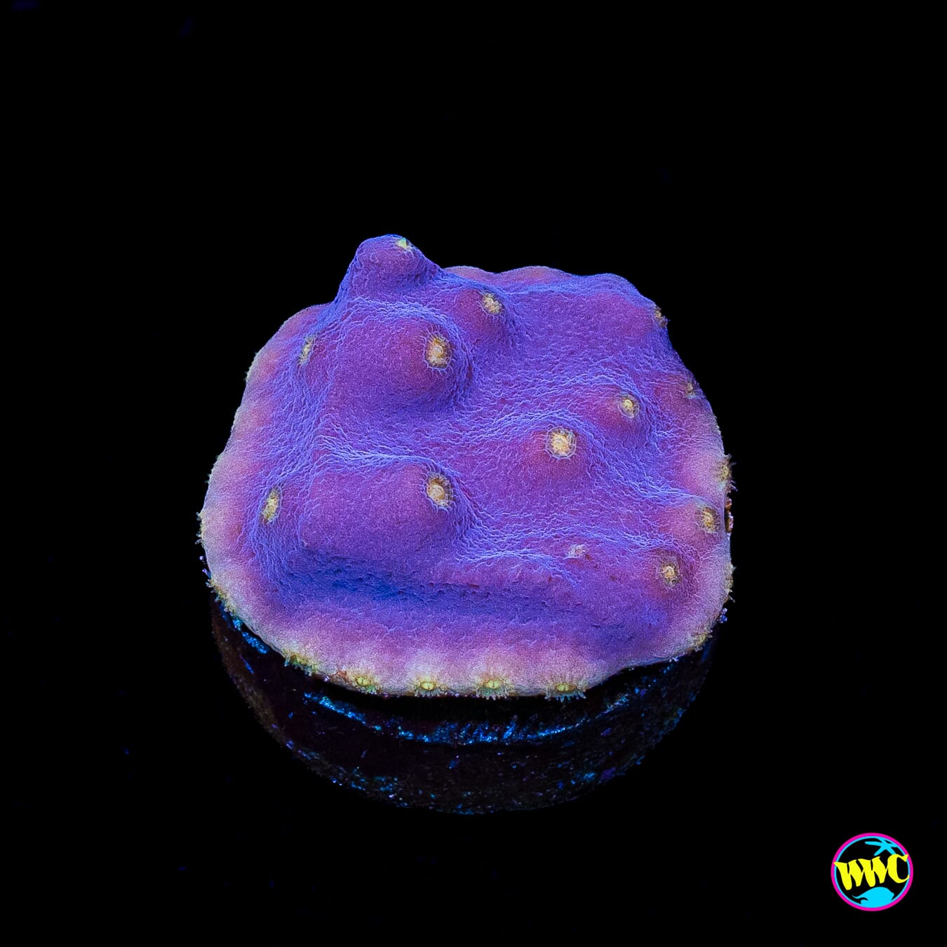 WWC Lakerz Turbinaria