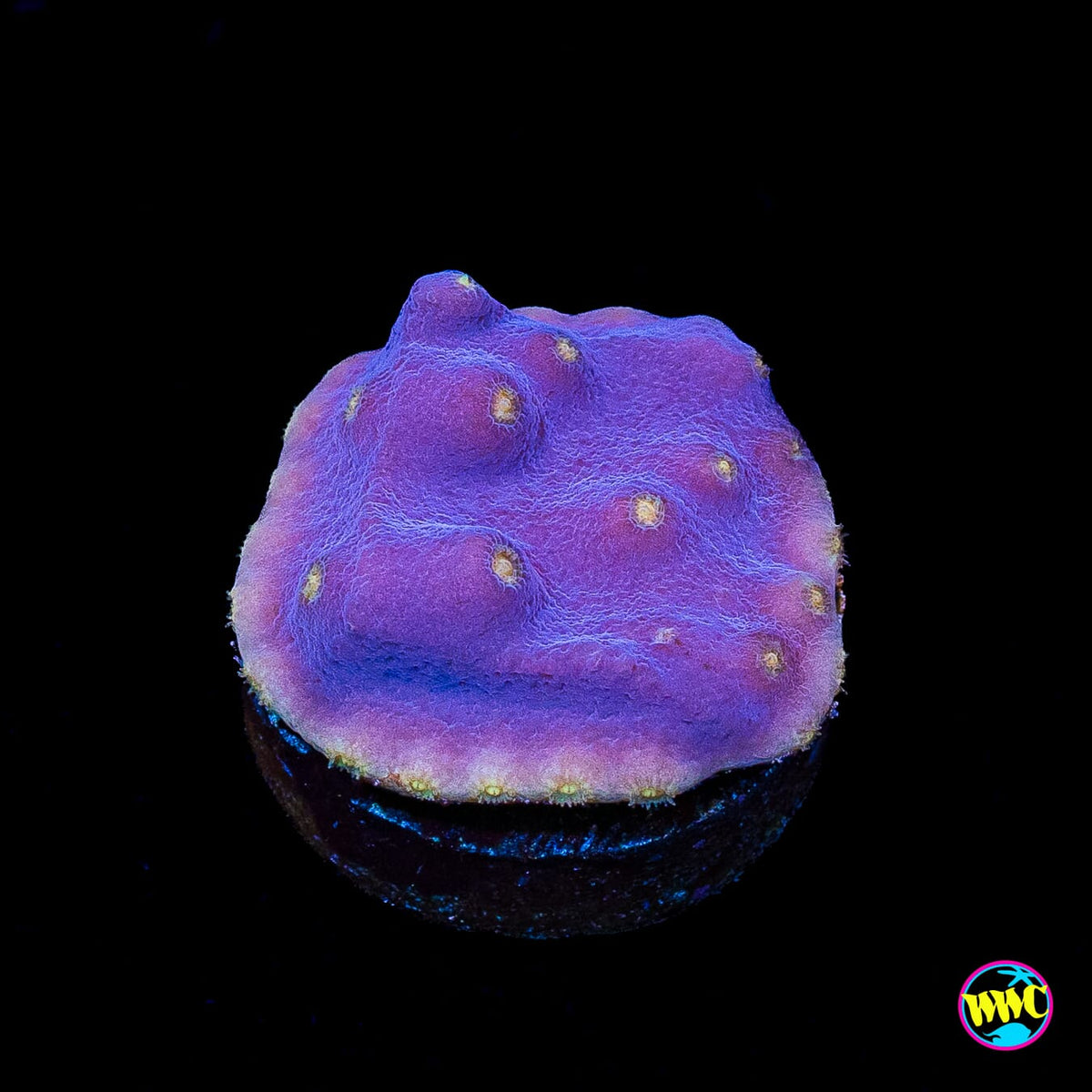WWC Lakerz Turbinaria