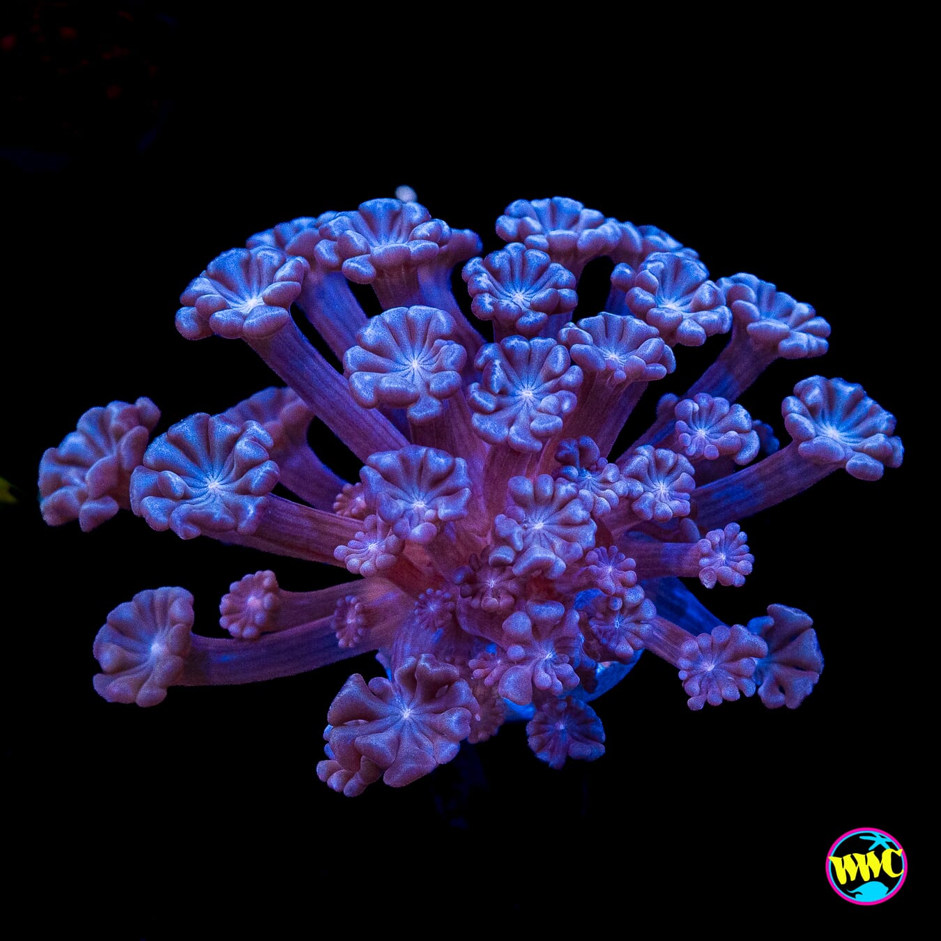I love Lavender Alveopora