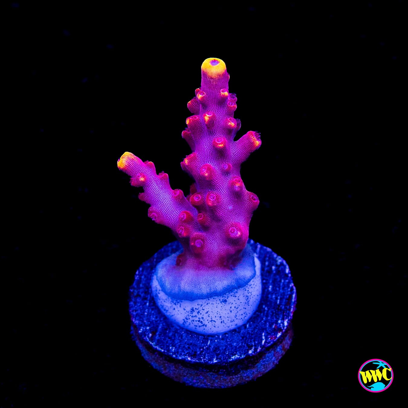 Jason Fox Fox Flame Acropora