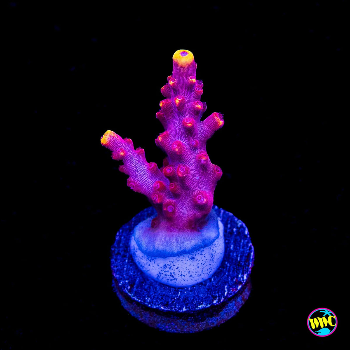 Jason Fox Fox Flame Acropora