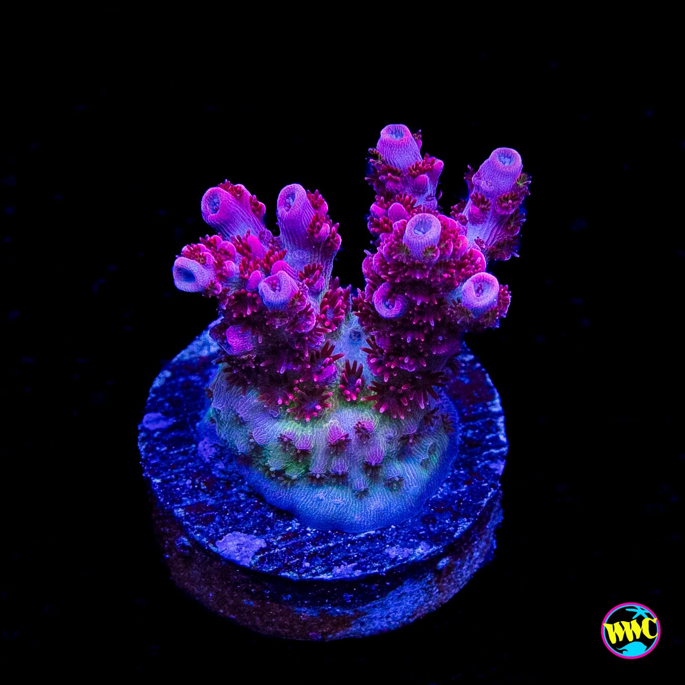 WWC Ruby Runner Acropora