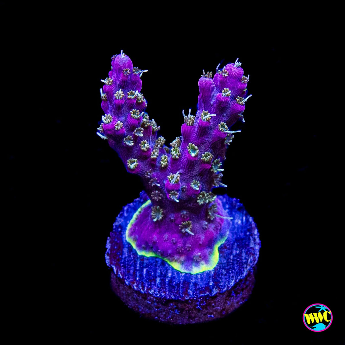 WWC Grizzly Adams Acropora