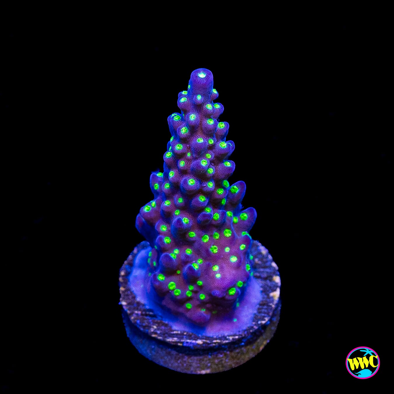 WWC Blueberry Fields Acropora