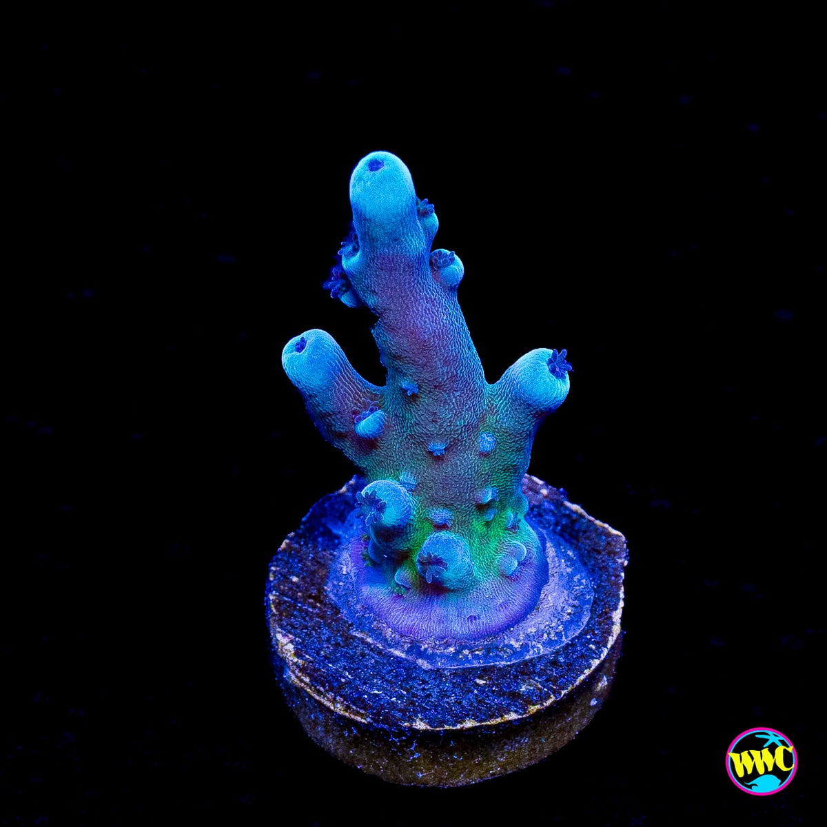 Oregon Tort Acropora