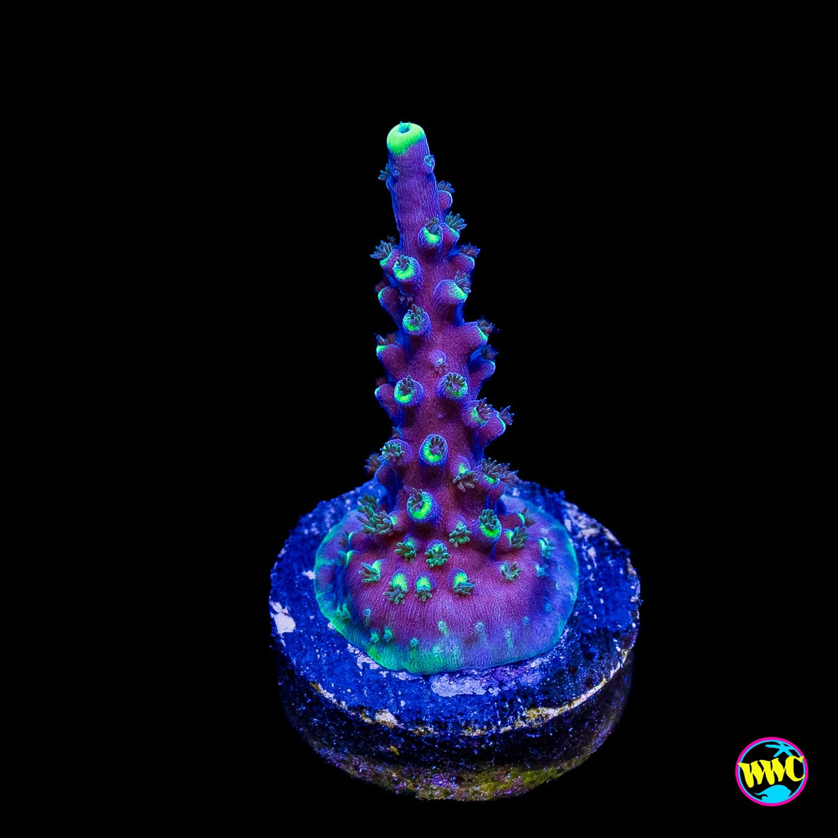 Ultimate Stag Acropora