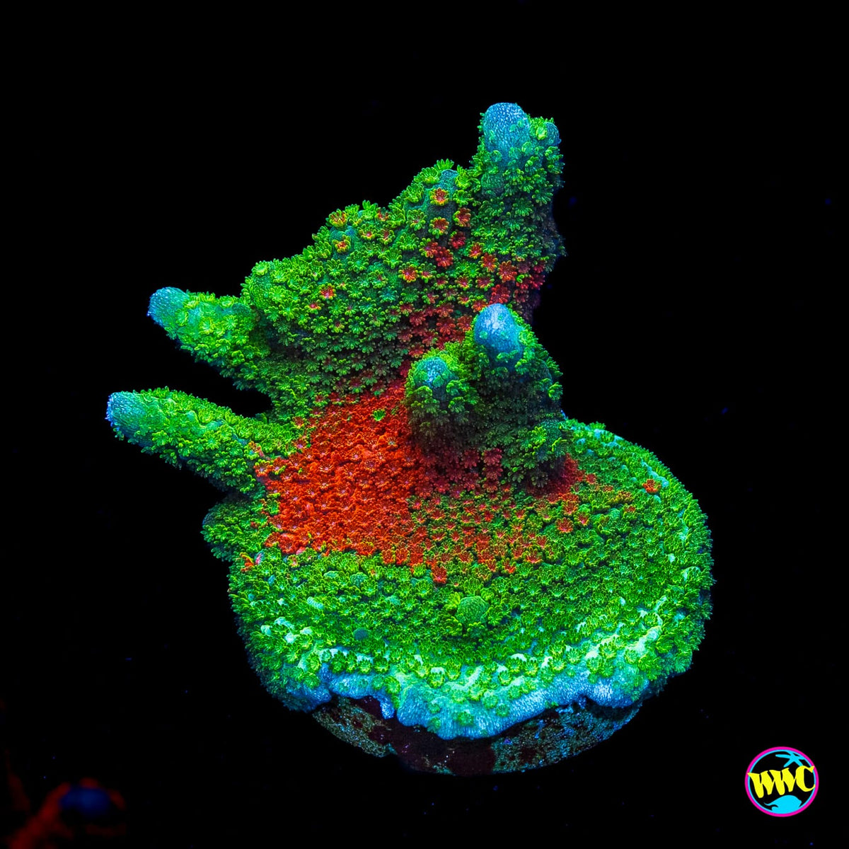 WWC Contraband Grafted Digitata Montipora