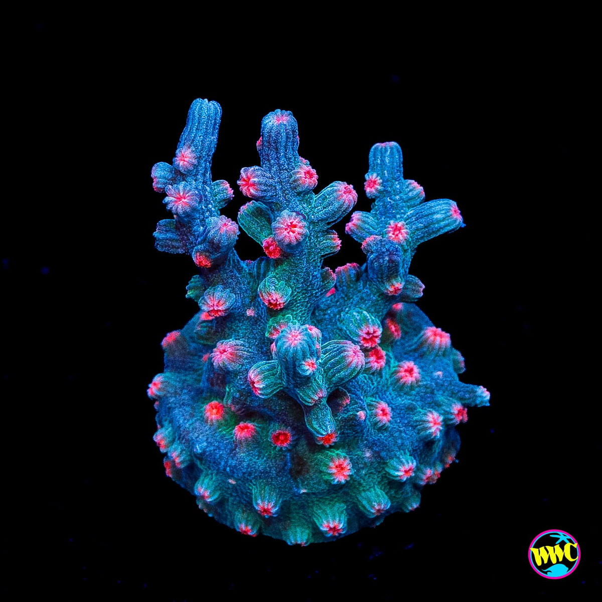 WWC Prismatic Branching Cyphastrea