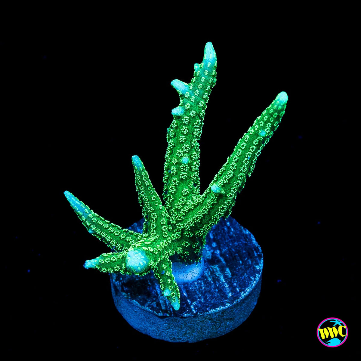 RF Jade Dragon Birdsnest
