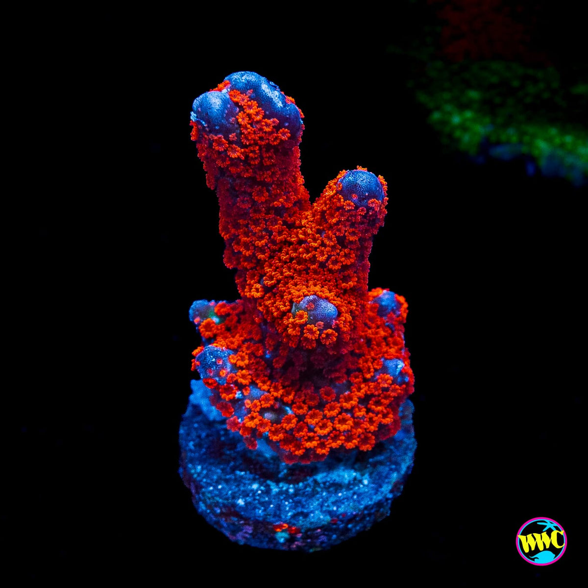 Superman Digitata Montipora