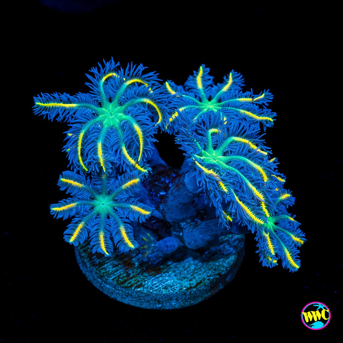 WWC Lemon Tipped Clove Polyps