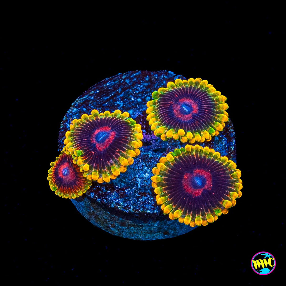 Mind Trick Zoanthids