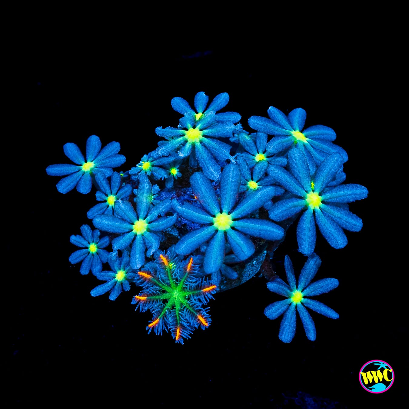 WWC Midnight Daisy Polyps