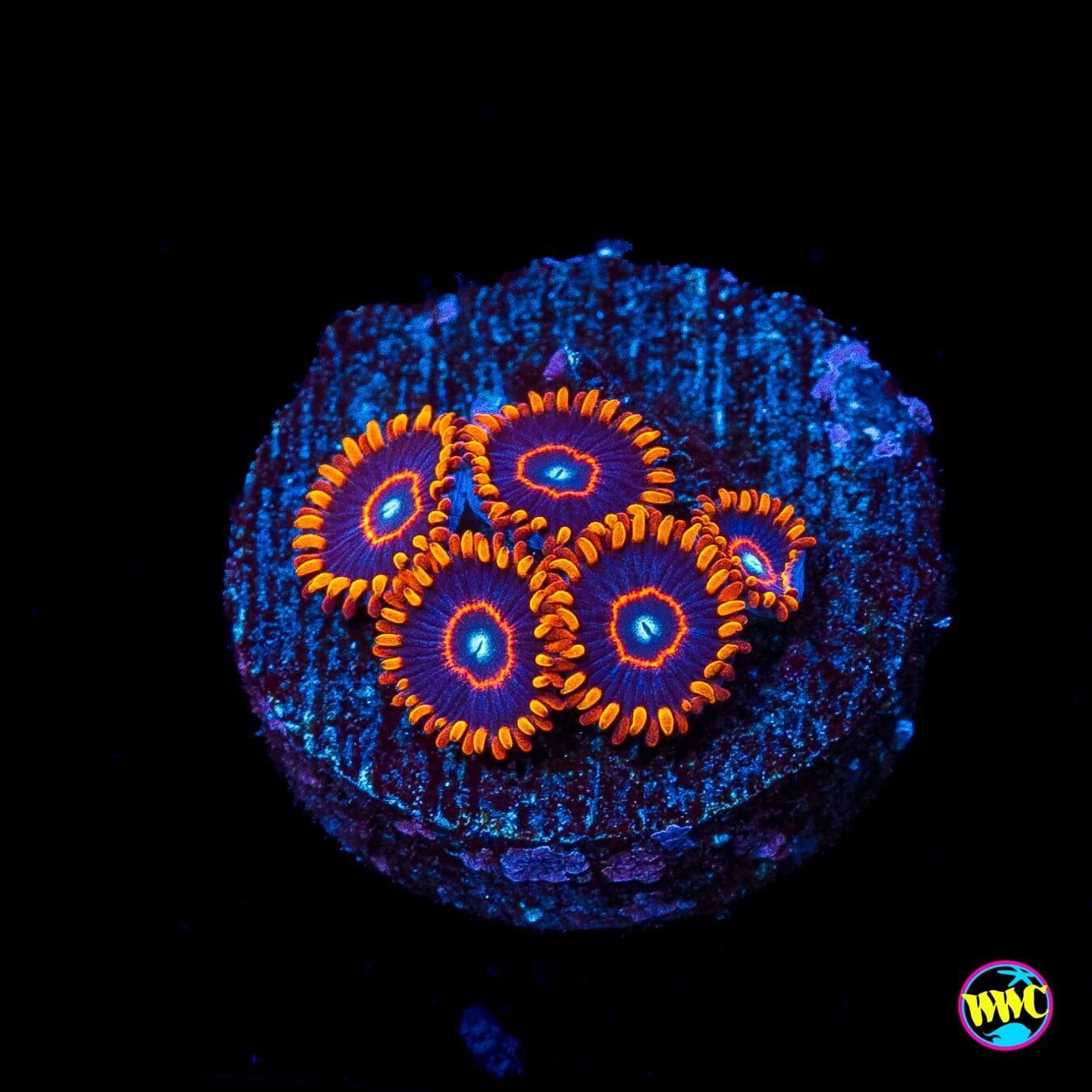 Red Hornet Zoanthids