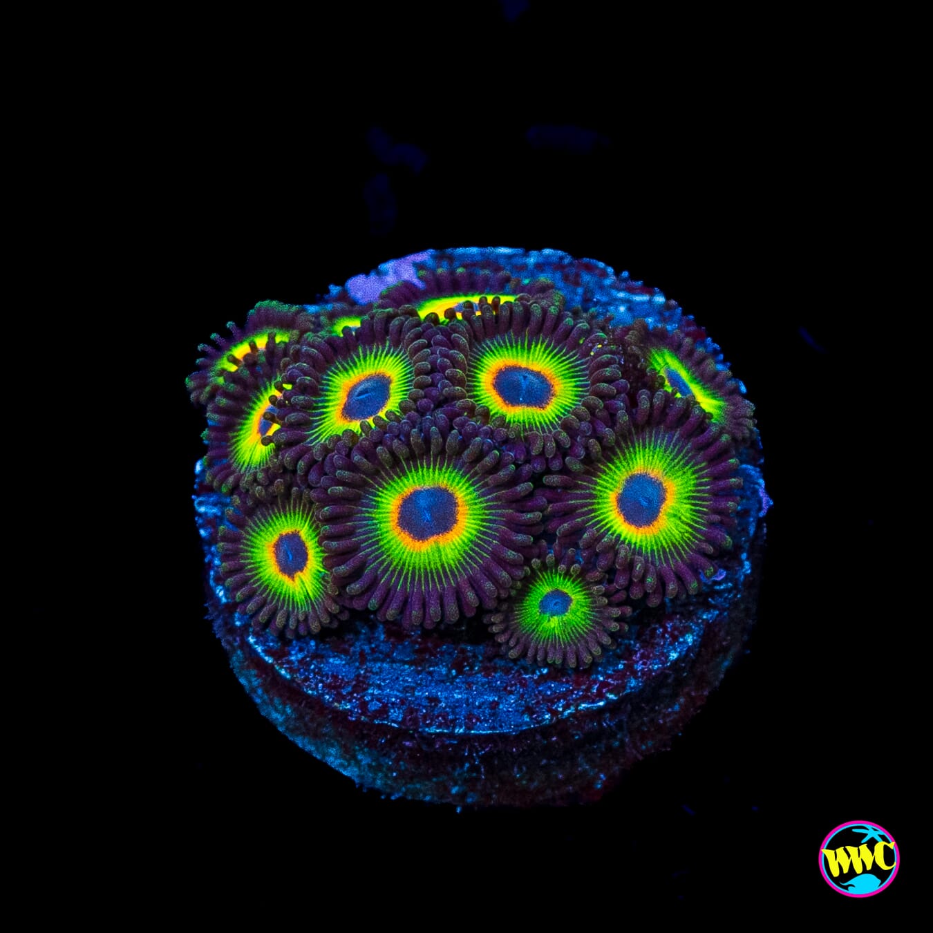 WWC Bob Marley Zoanthids