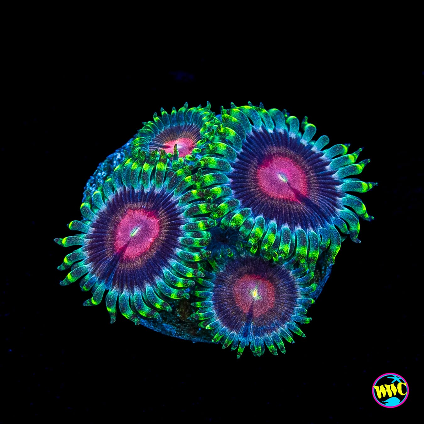 WWC Lucky Kentucky Zoanthids