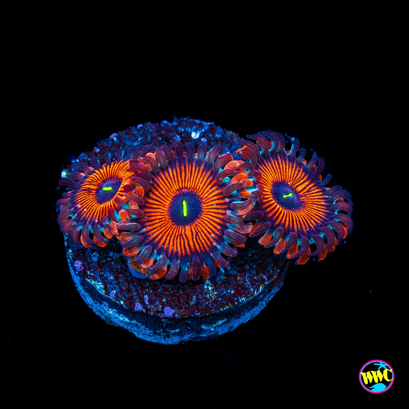 Seduction Zoanthids