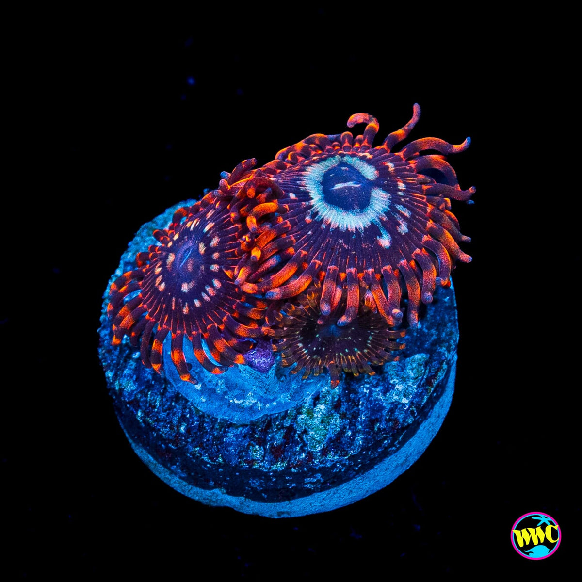 Utter Peace Zoanthids