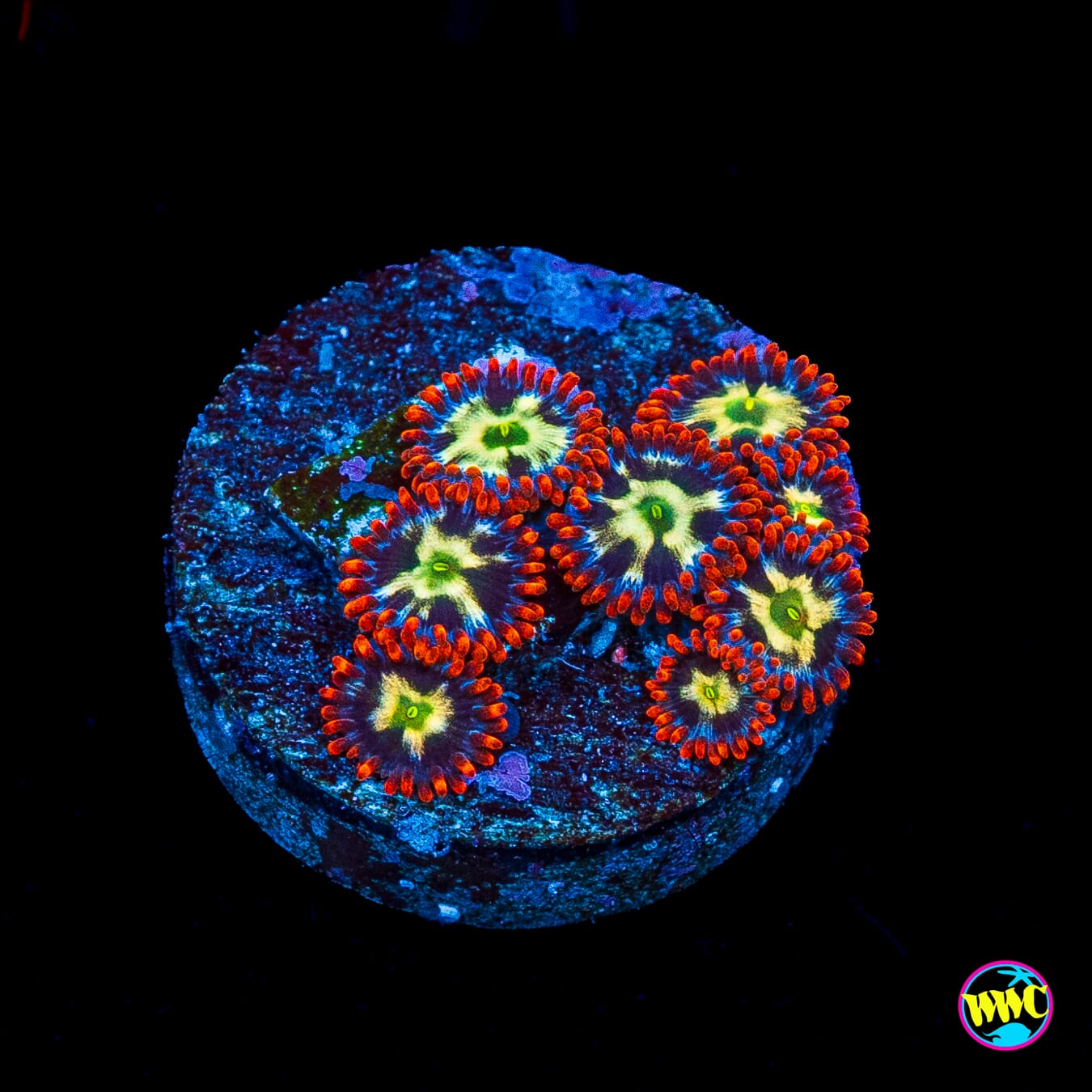 WWC Alpha Omega Zoanthids
