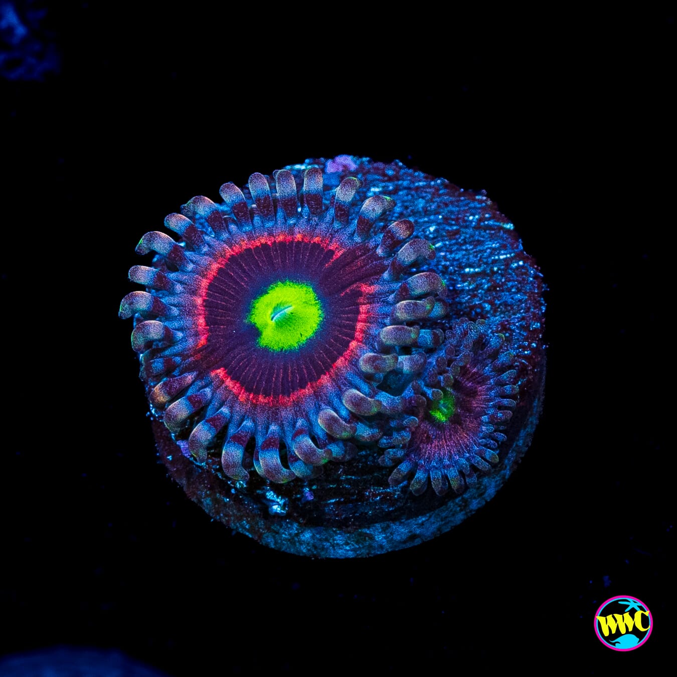 Pink Ring of Death Zoanthids