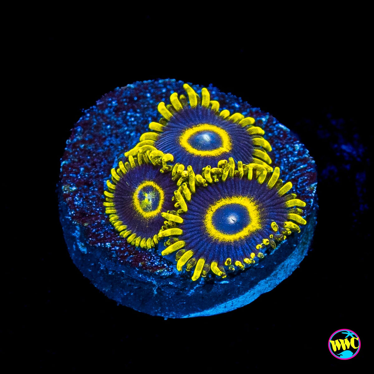 WWC Blue Macaw Zoanthids