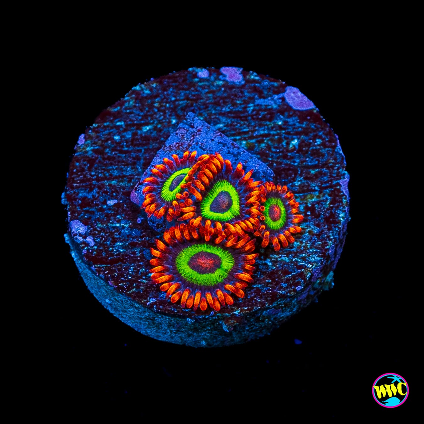Jason Fox Vegas Strip Zoanthids