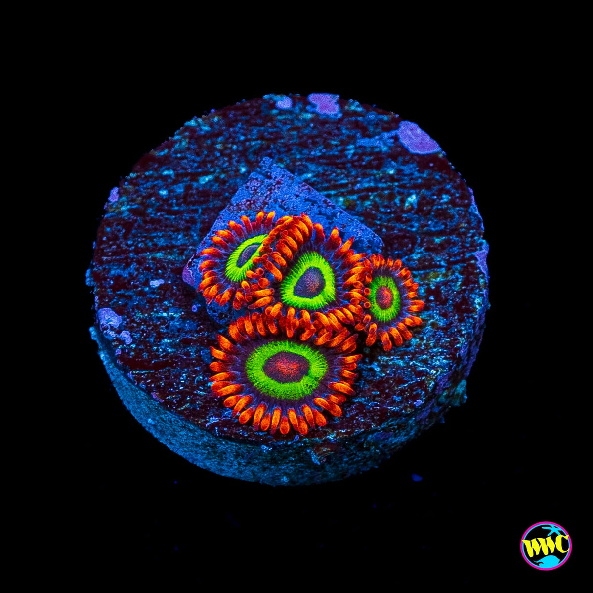 Jason Fox Vegas Strip Zoanthids