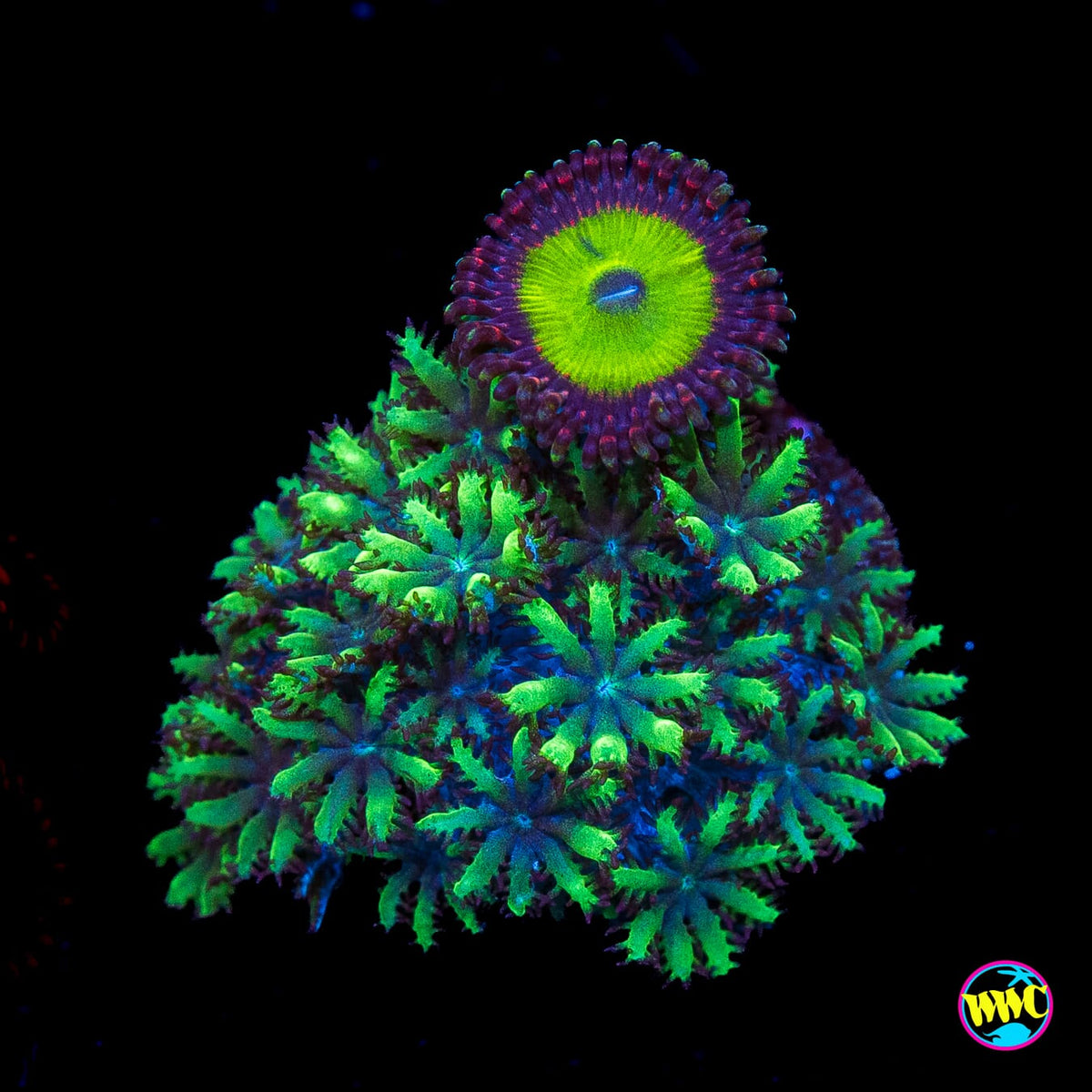 WWC Candy Apple Zoanthid and Blue Sympodium Combo Leather