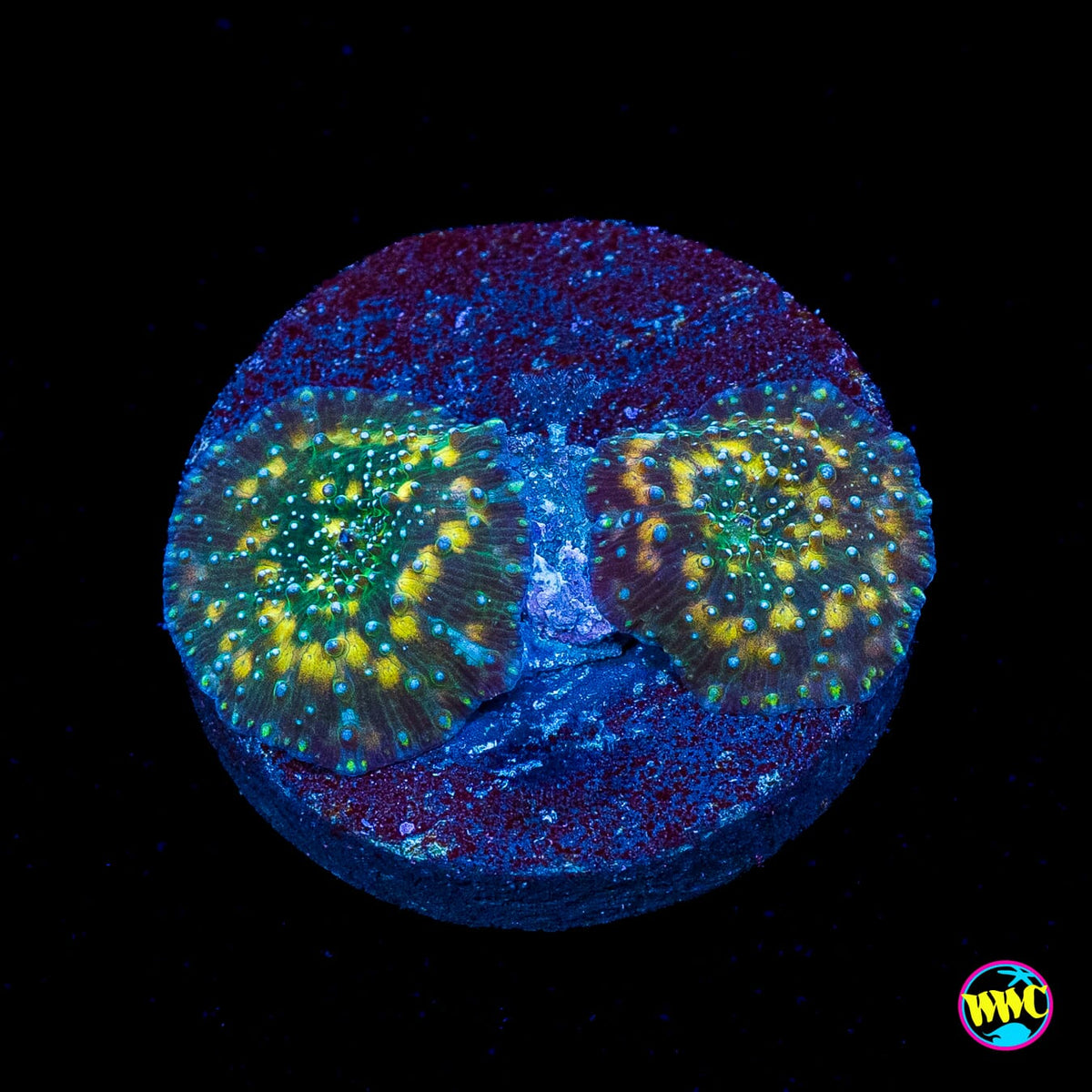 Double Spotted Iguana Disco Mushrooms
