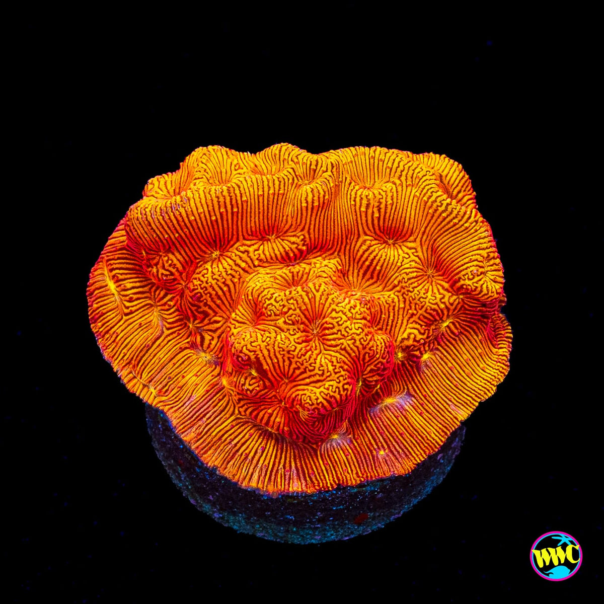 WWC Firebird Leptoseris