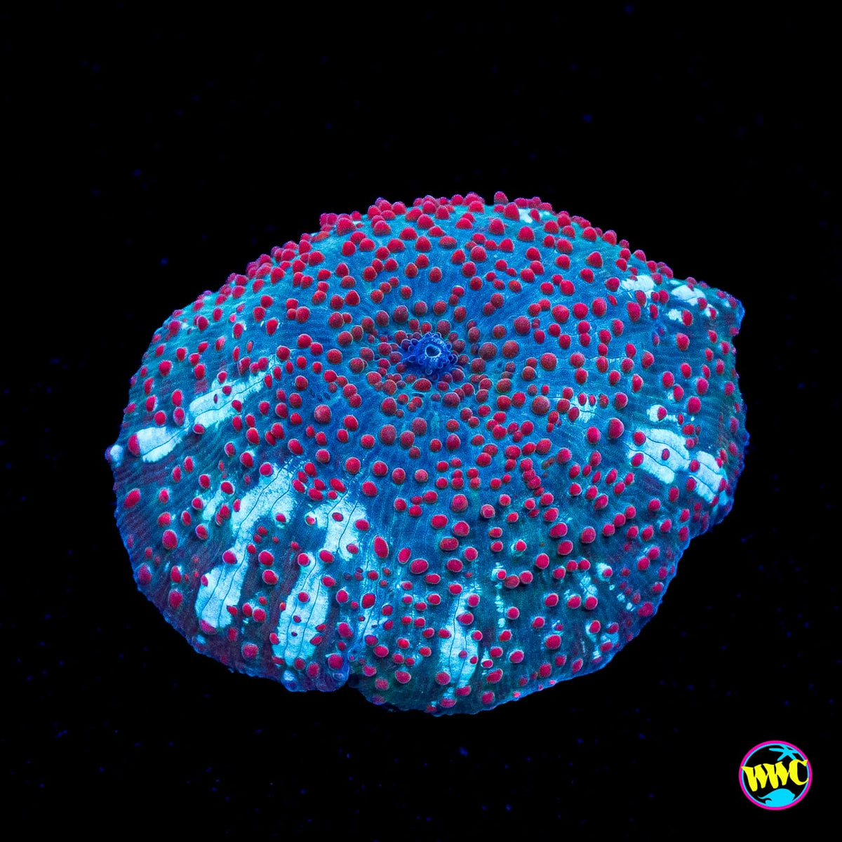Nebula Disco Mushroom
