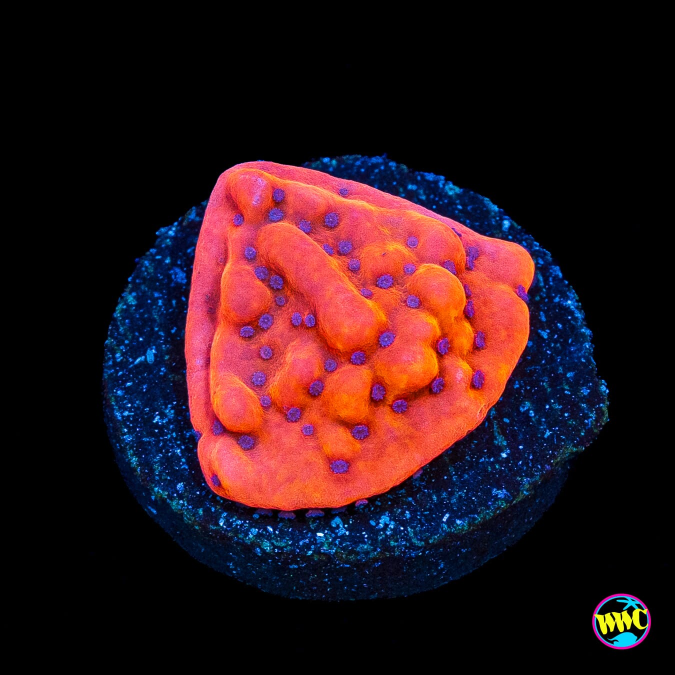 WWC Fire Mage Montipora