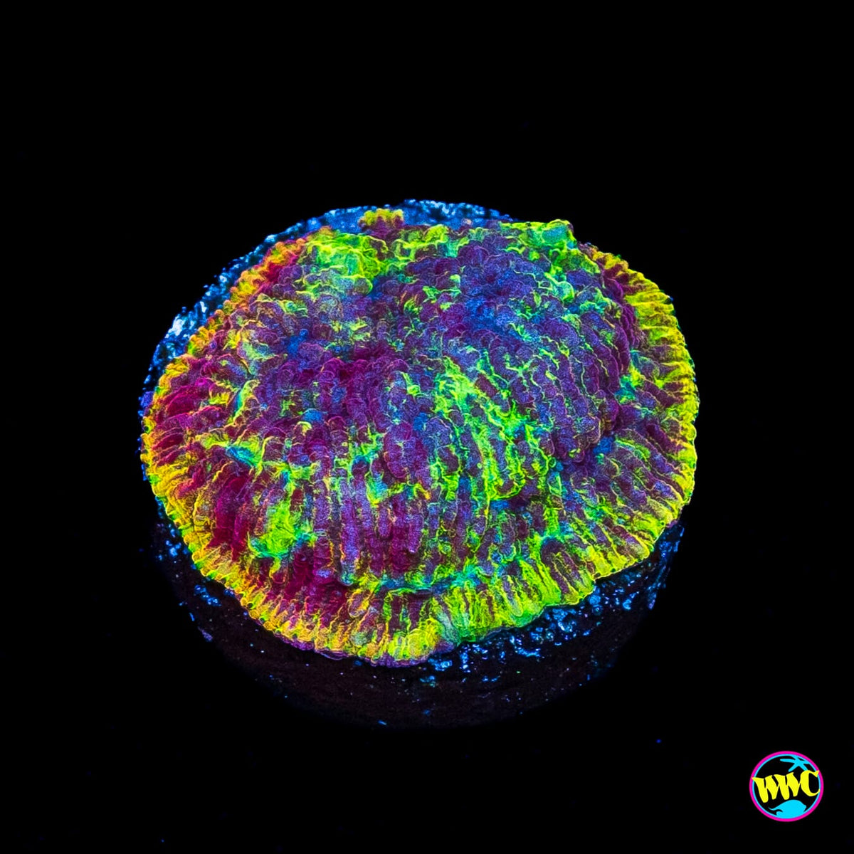 WWC Immolation Lithophyllon