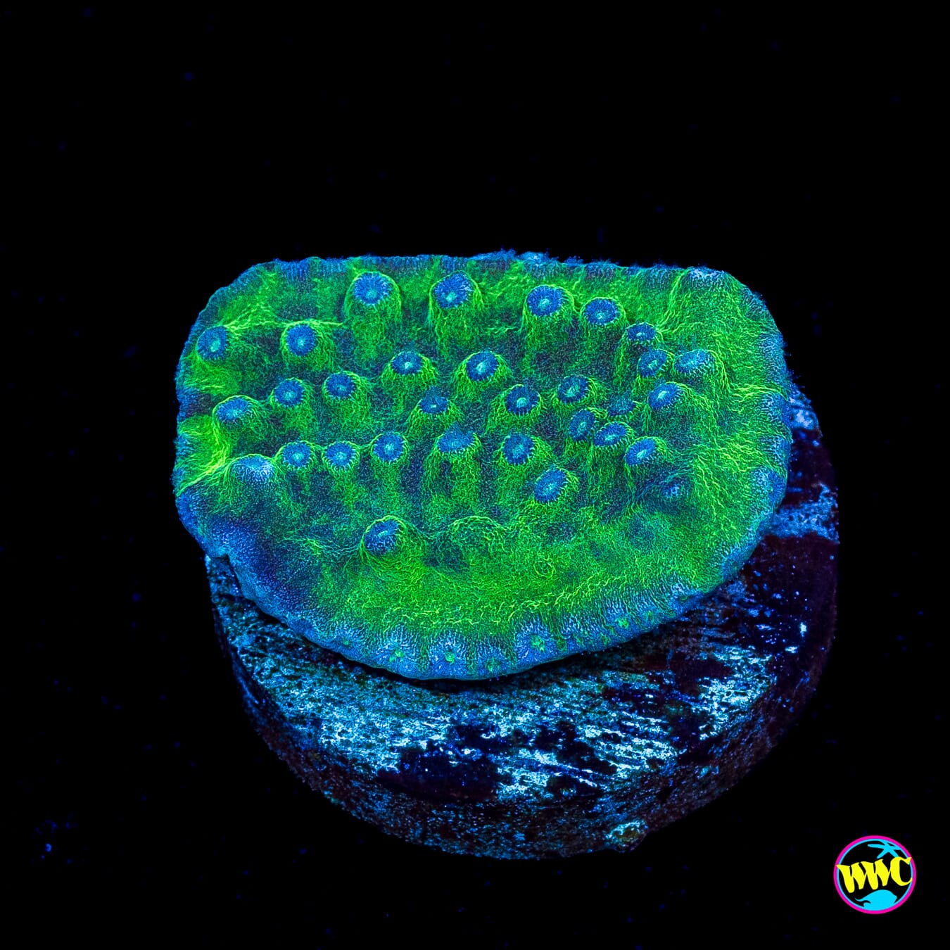 WWC Green Fire Turbinaria