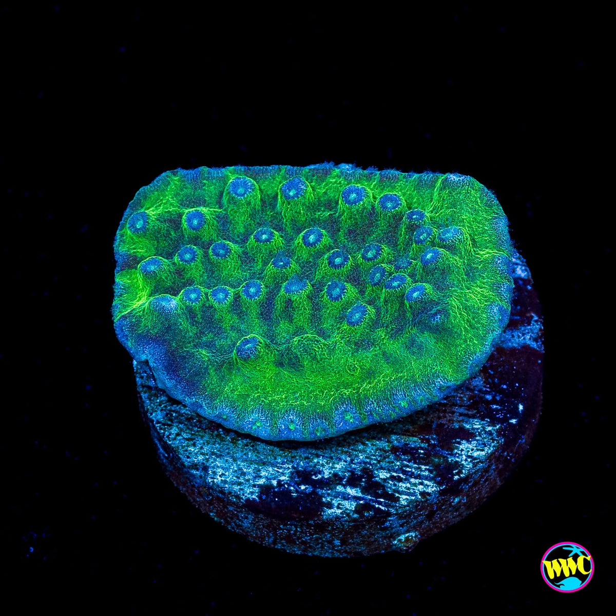 WWC Green Fire Turbinaria