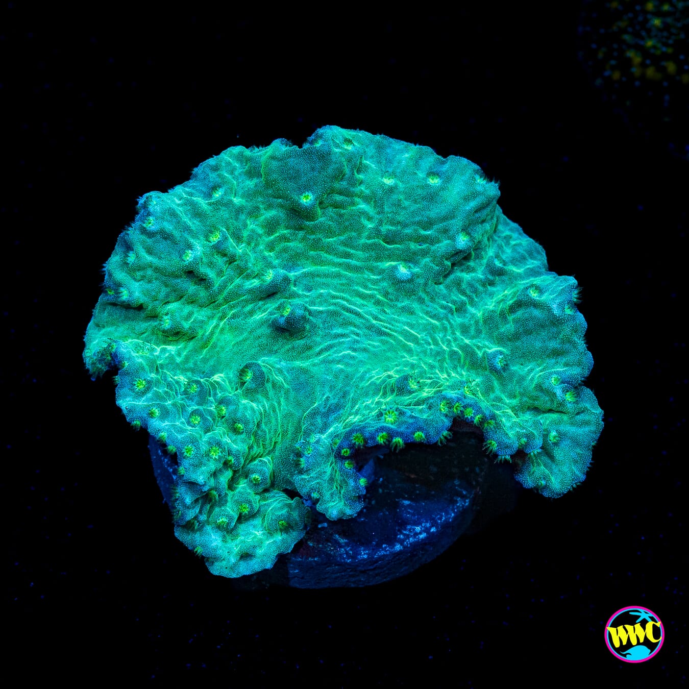 Green Cabbage Leather