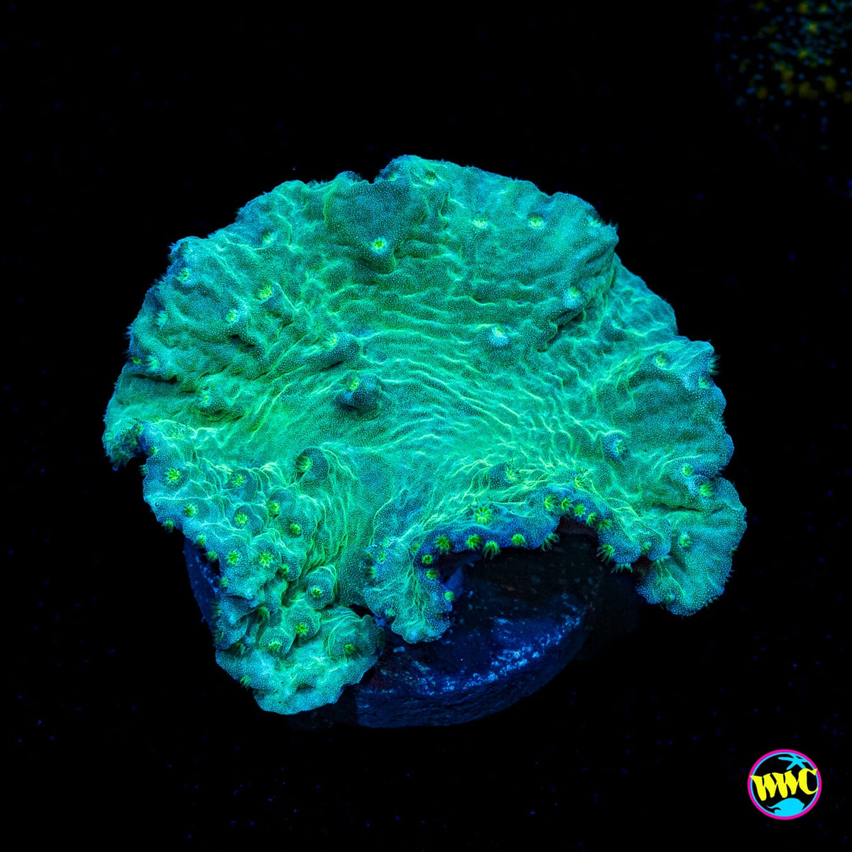 Green Cabbage Leather