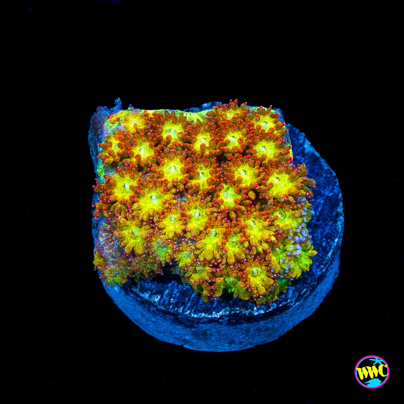 WWC Captain Crunch Micro Goniopora