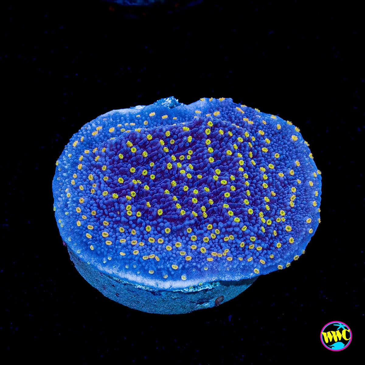 WWC Golden Lantern Montipora