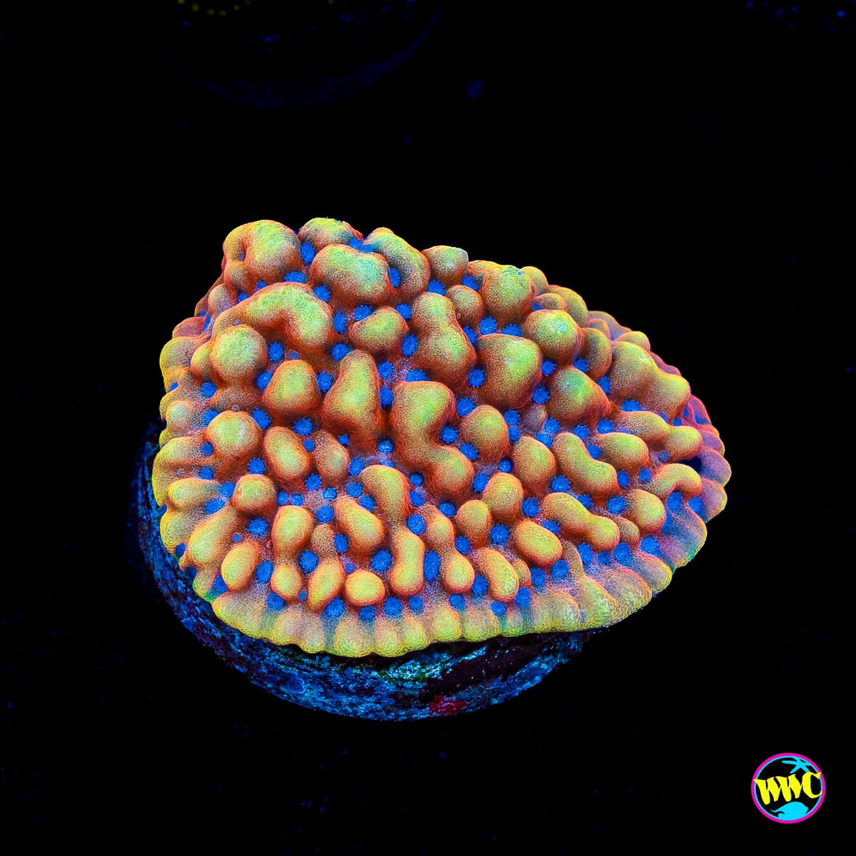 RR Crazy T Montipora