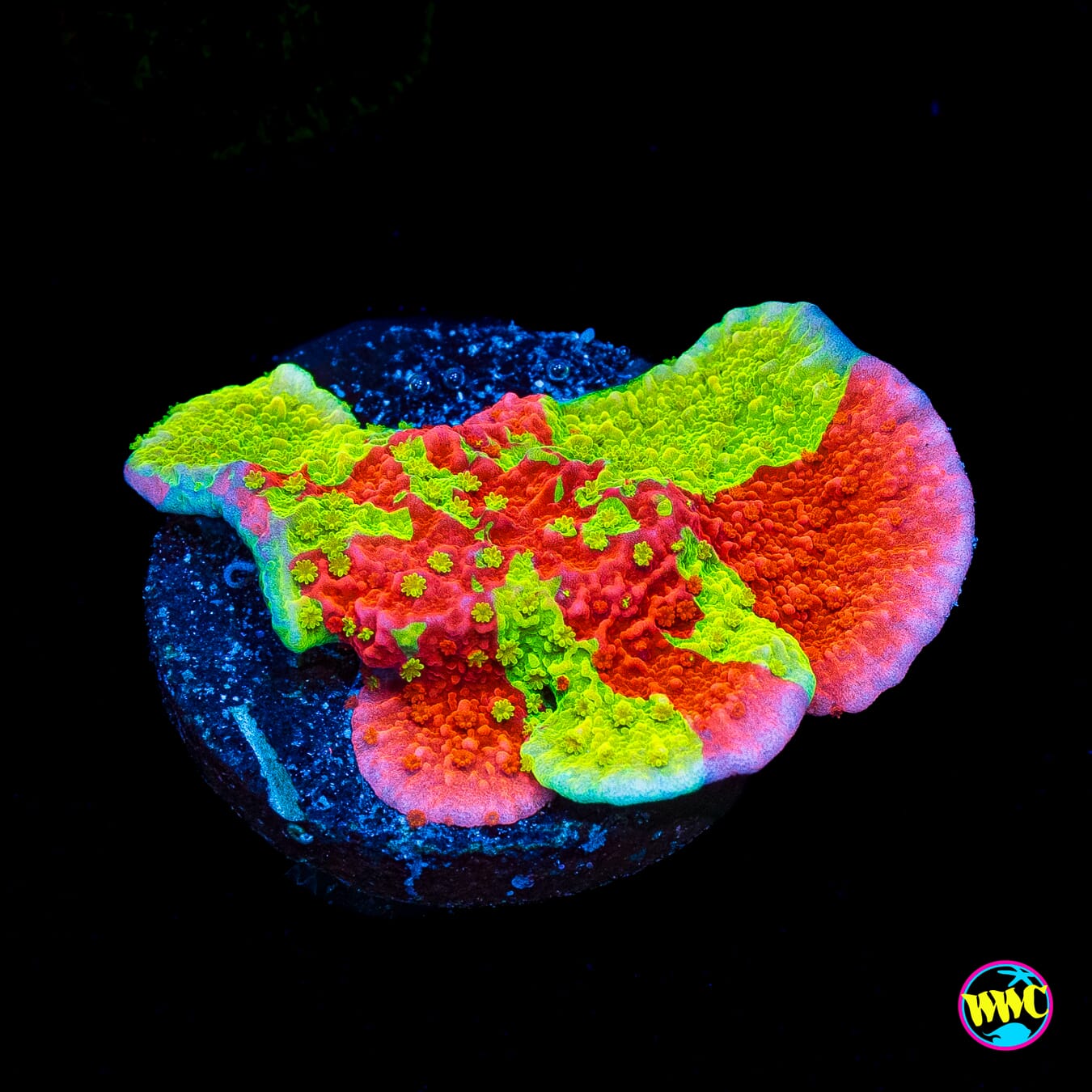 WWC Jaw Breaker Grafted Montipora