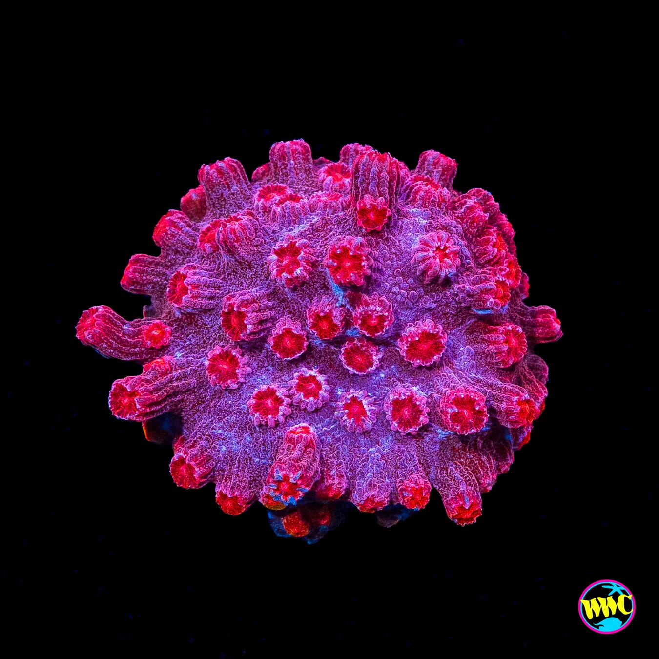 WWC Strawberry Branching Cyphastrea