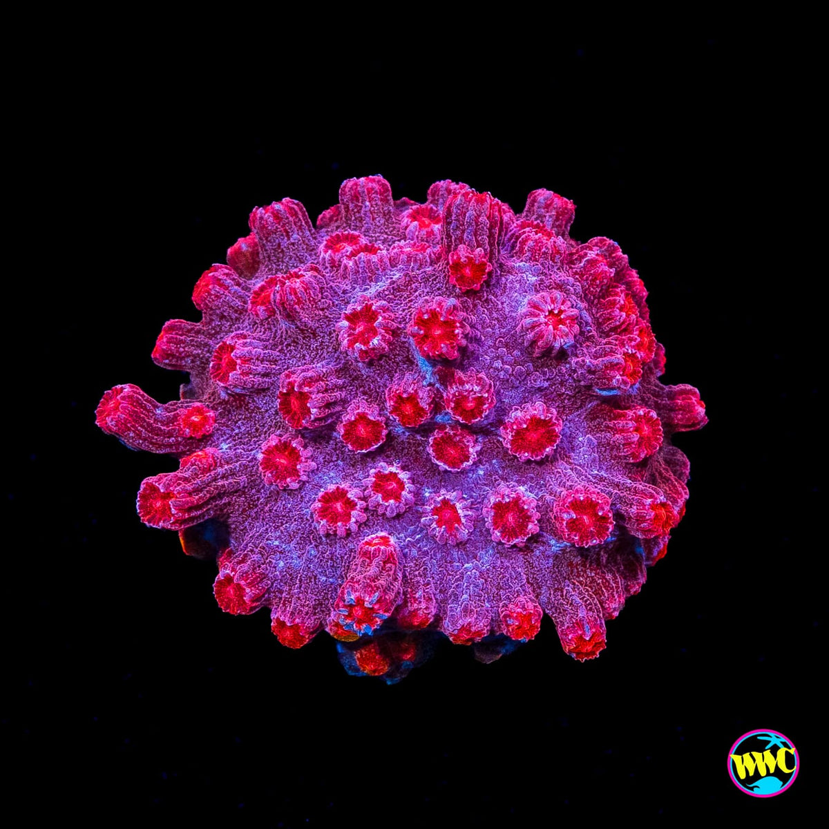 WWC Strawberry Branching Cyphastrea