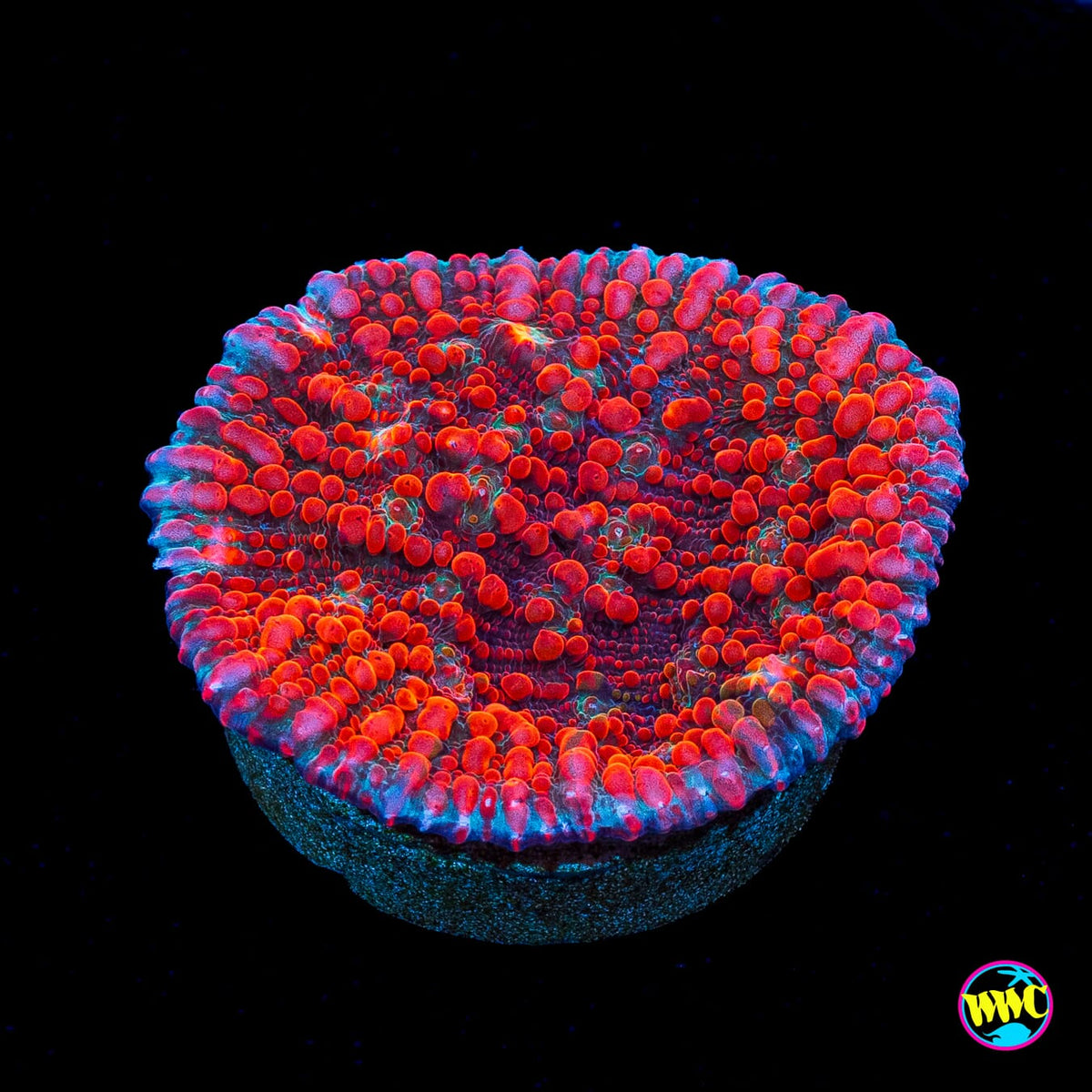 WWC Cherry Garcia Chalice