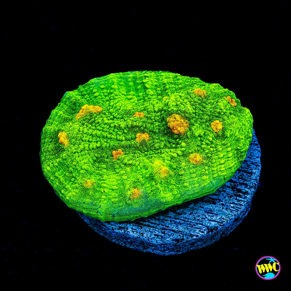WWC Space Invader Mycedium Chalice