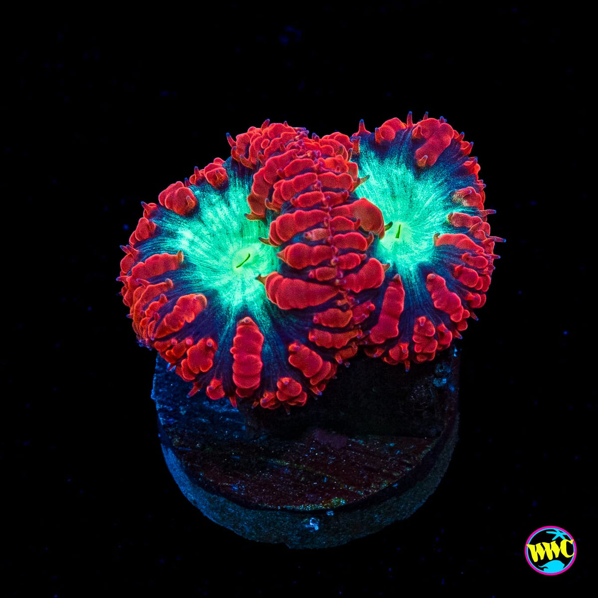 Area 51 Blastomussa