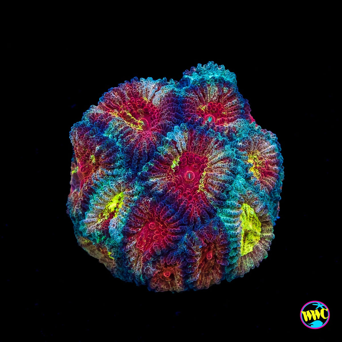 WWC Diversity Favia