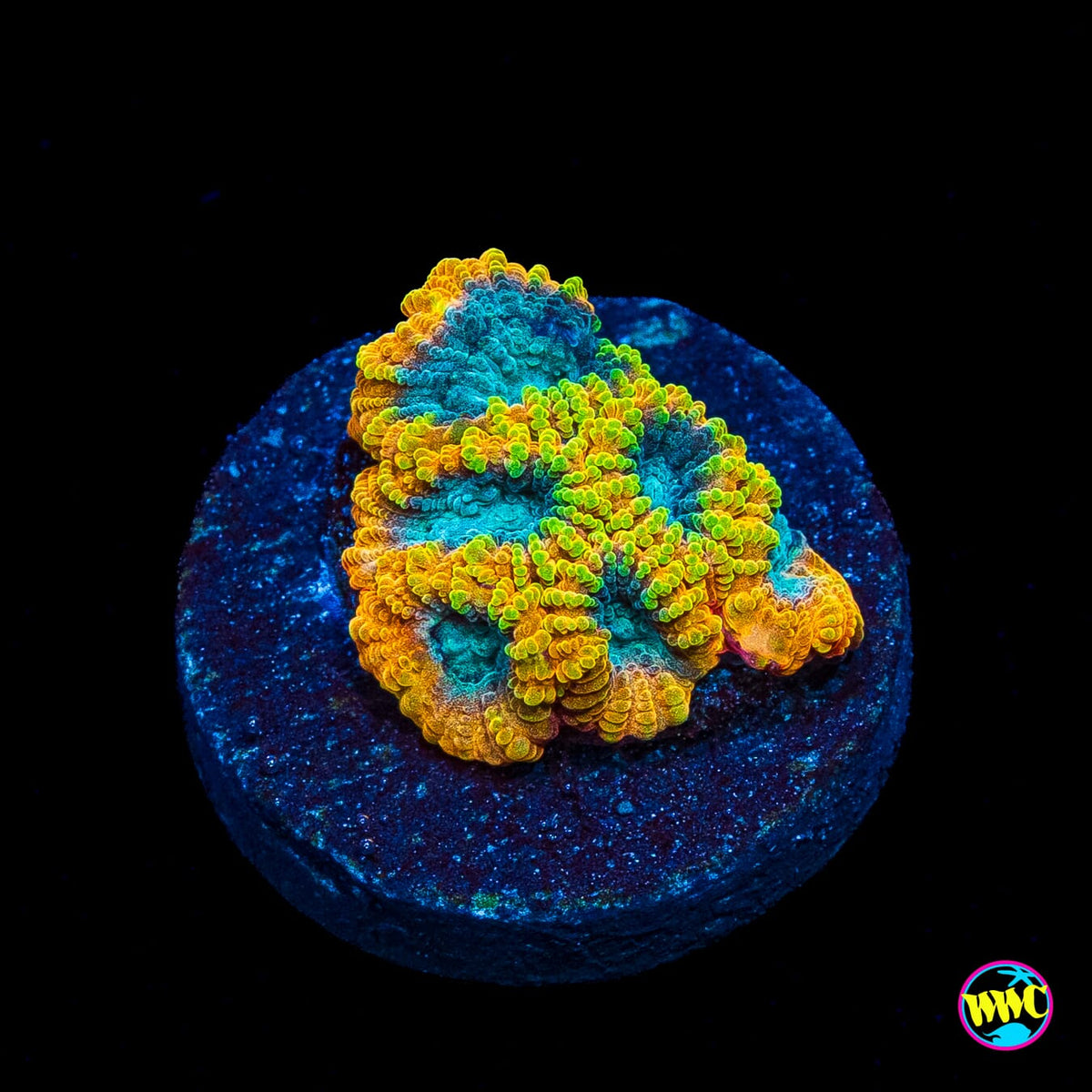 Favia of the Gods